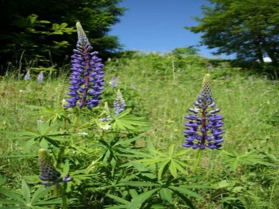 Chalet Chalet in Einach near Ski Slopes - Environment photo 32