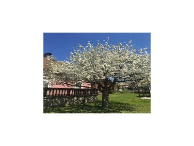 Apartment Wohnung in Eberndorf nahe Petzen Skigebiet - Outdoor photo 7