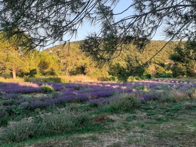 Holiday apartment with charm and views of the Vaucluse mountains - 307 APT - Outdoor photo 6