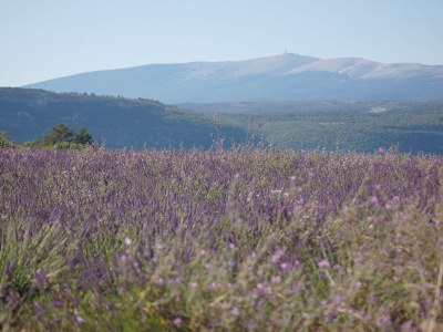 Holiday apartment with charm and views of the Vaucluse mountains - 307 APT - Environment photo 15