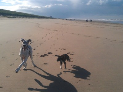 Chalet Duinpan Wasser 4 - Environment photo 16