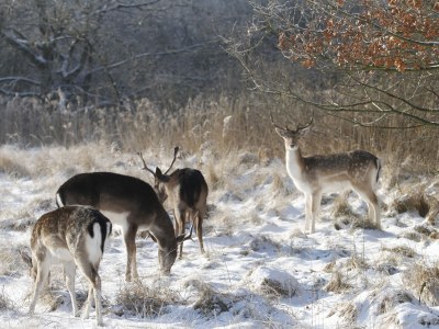Chalet Duinpan Wasser 4 - Environment photo 19