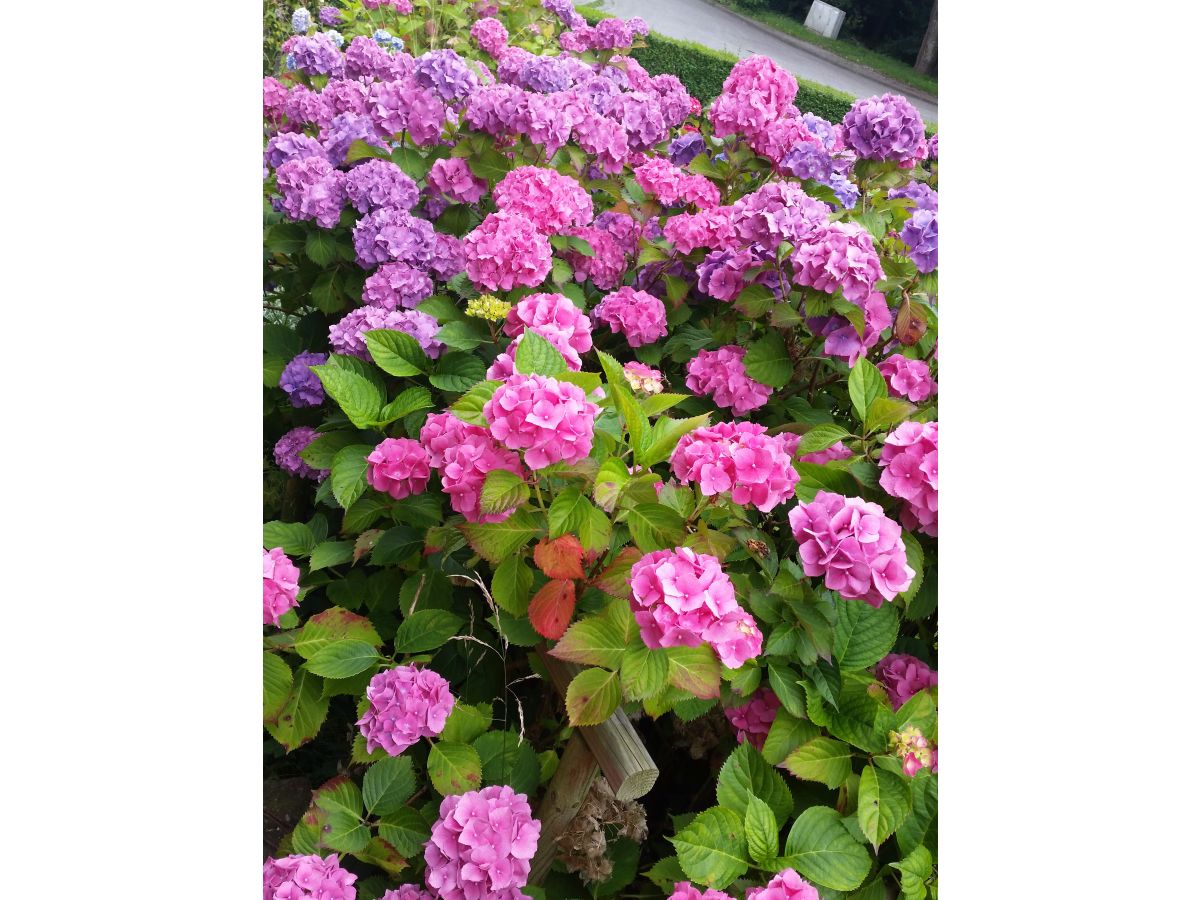 Holiday apartment Haus Bruno - Outdoor photo 4