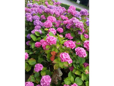 Holiday apartment Haus Bruno - Outdoor photo 4