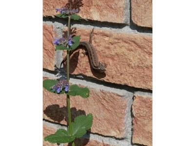 Holiday apartment Thea new - Outdoor photo 7