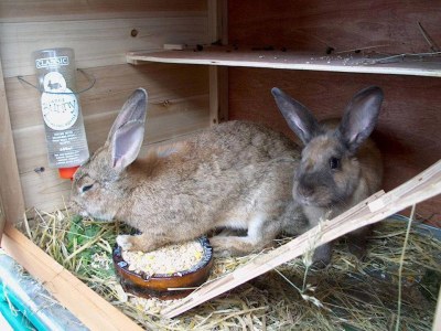 Holiday apartment Masitterhof - Environment photo 30