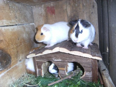 Holiday apartment Masitterhof - Environment photo 36