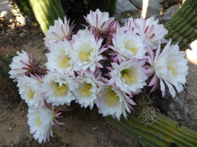 Villa Villa Germano - Environment photo 36