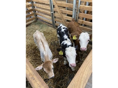 Holiday apartment Col - Environment photo 22