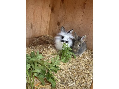 Holiday apartment Col - Environment photo 23