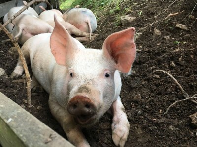 Holiday apartment Col - Environment photo 24