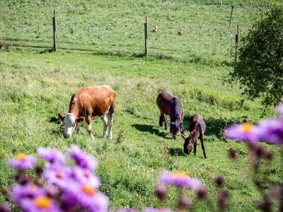 Farmhouse Wieserhof - Urlaub am Bauernhof - Outdoor photo 5