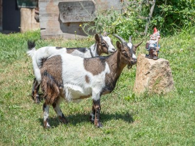 Farmhouse Wieserhof - Urlaub am Bauernhof - Outdoor photo 8