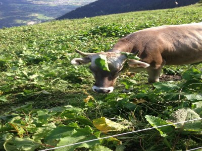 Apartment Spacious Apartment in Riederalp near Ski Trail - Environment photo 15