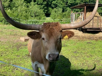 Holiday house Naturaufenthalt in Dankerode - Environment photo 24