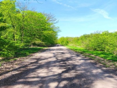 Holiday house Naturaufenthalt in Dankerode - Environment photo 35