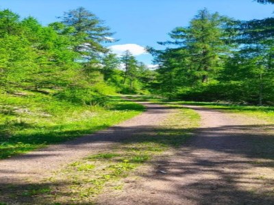 Holiday house Naturaufenthalt in Dankerode - Environment photo 37