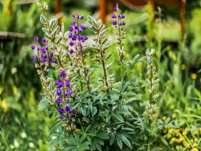 Holiday house Peaceful Stay in Jägersgrün - Outdoor photo 34