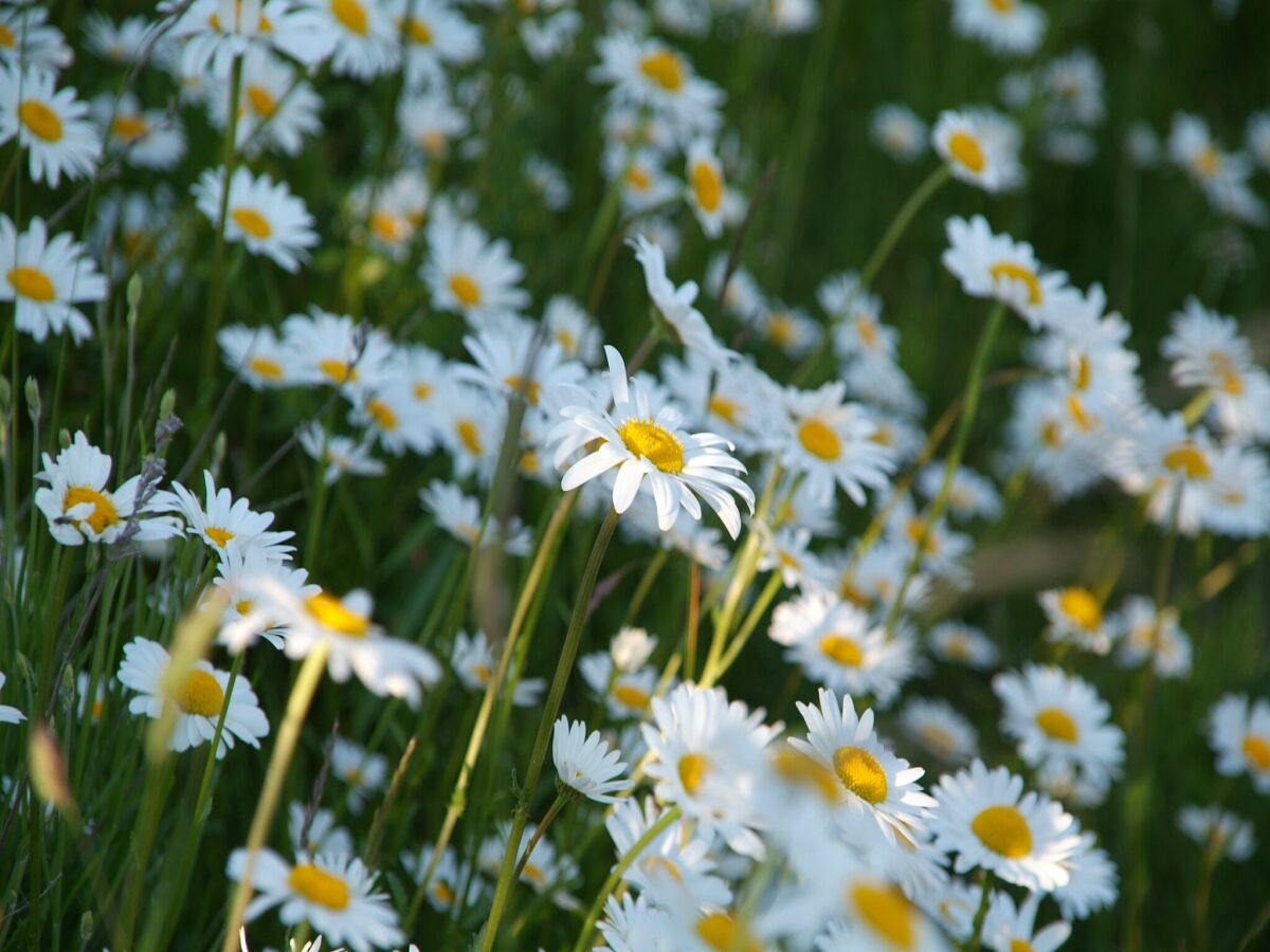 Holiday house Guest House near Coast - Outdoor photo 2