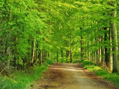 Holiday house Guest House near Coast - Environment photo 30