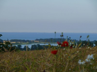 Holiday house Guest House near Coast - Environment photo 35