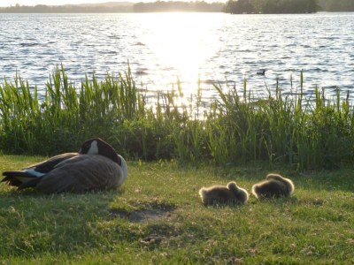 Holiday house Guest House near Coast - Environment photo 38