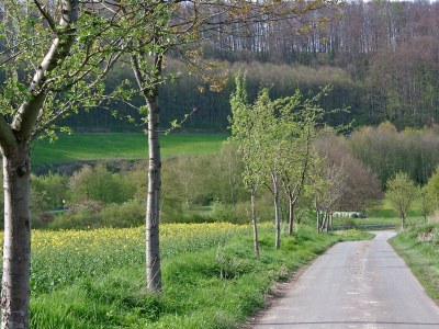 Holiday house Ferienhaus in am Teutoburger Wald - Environment photo 30