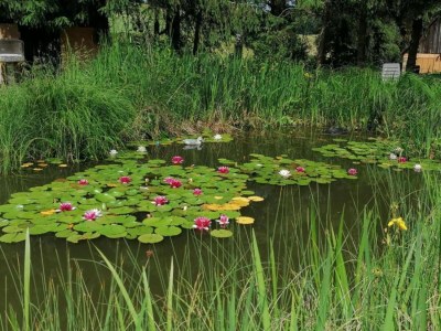 Apartment Landhaus nahe Sababurg Schloss - Environment photo 22