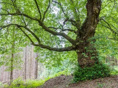 Apartment Ferienwohnung mit Garten auf dem Bauernhof - Environment photo 29