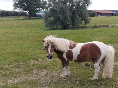 Apartment Ferienwohnung mit Garten auf dem Bauernhof - Environment photo 30