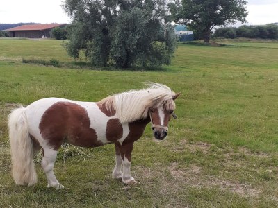 Apartment Landhaus in Reinhardswald bei Sababurg - Outdoor photo 37