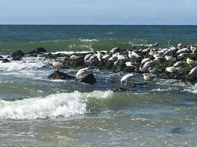 Holiday apartment Westwind - Environment photo 20