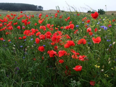 Holiday house Kliffhus Glowe - Environment photo 26