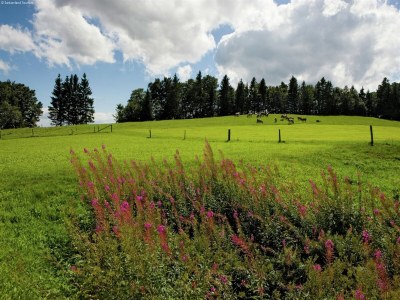 Chalet Ferienhaus in Nysted an der Ostsee - Environment photo 22