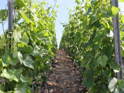 Chalet Helles Chalet mit Terrasse - Environment photo 22