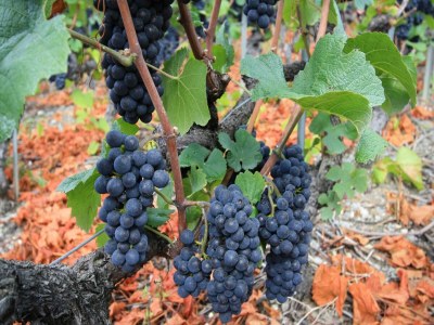 Chalet Helles Chalet mit Terrasse - Environment photo 24