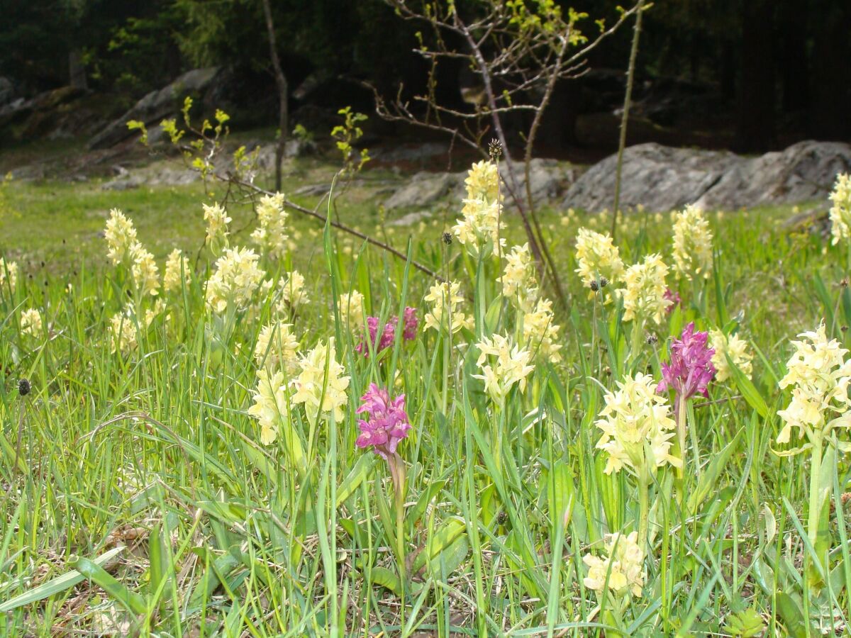 Apartment Chalet in Fieschertal with Stunning Views