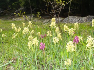 Apartment Chalet in Fieschertal with Stunning Views in Fieschertal - Apartment