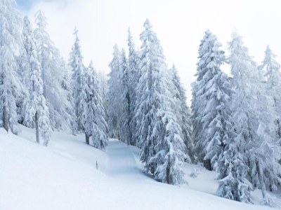 Apartment Family Stay in Aletsch Alps - Environment photo 22