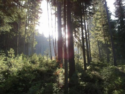 Apartment Stilvolle Ferienwohnung im Vogtland mit Terrasse - Environment photo 26