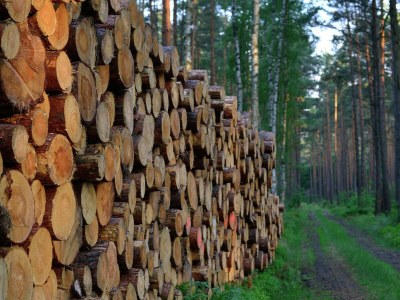 Holiday house Elite-Ferienhaus mit Garten in Spreenhage - Environment photo 26