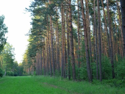 Holiday house Elite-Ferienhaus mit Garten in Spreenhage - Environment photo 27