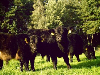 Farmhouse Bauernhaus nahe Langlingen Badesee - Environment photo 27
