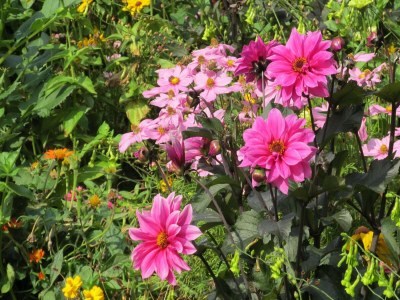 Farmhouse Bauernhaus nahe Langlingen Badesee - Outdoor photo 34
