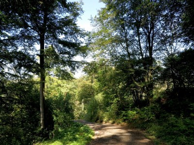 Apartment Ferienwohnung Wintergarten in Bad Pyrmont - Environment photo 28