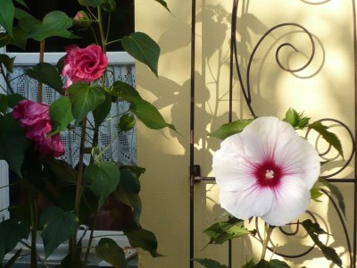 Apartment Ferienwohnung Wintergarten in Bad Pyrmont - Outdoor photo 35