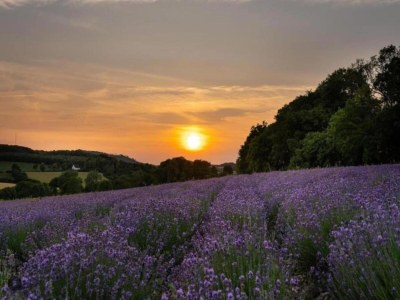 Apartment Ferienwohnung mit Sauna - Environment photo 25