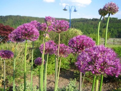 Villa WunderVilla in Hessen in Waldnähe - Environment photo 28