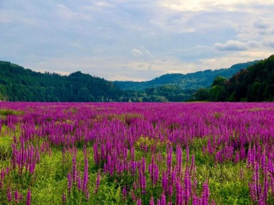 Villa WunderVilla in Hessen in Waldnähe - Environment photo 32