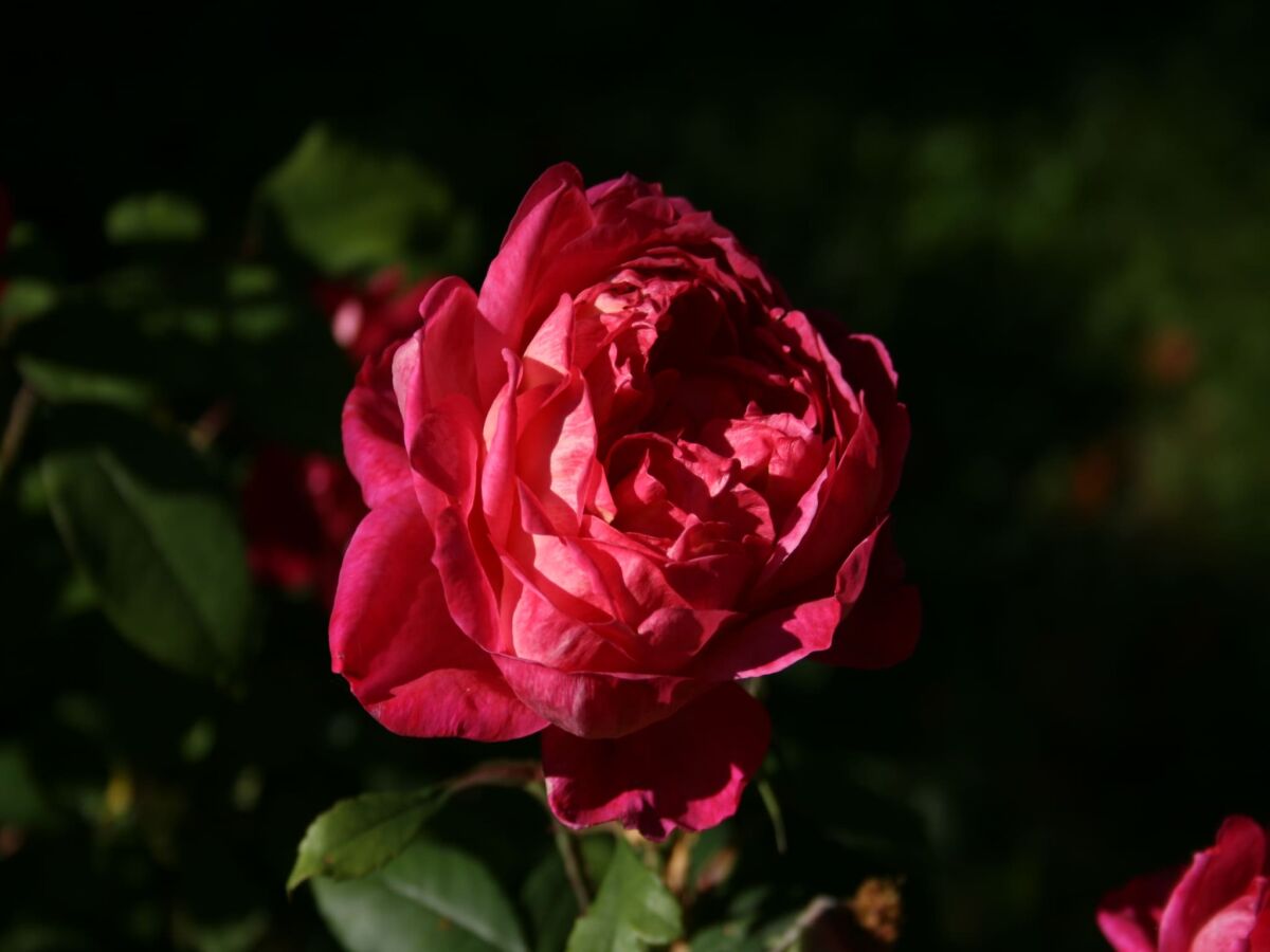 Holiday house Dog-friendly holiday home in the Knüll - Outdoor photo 3